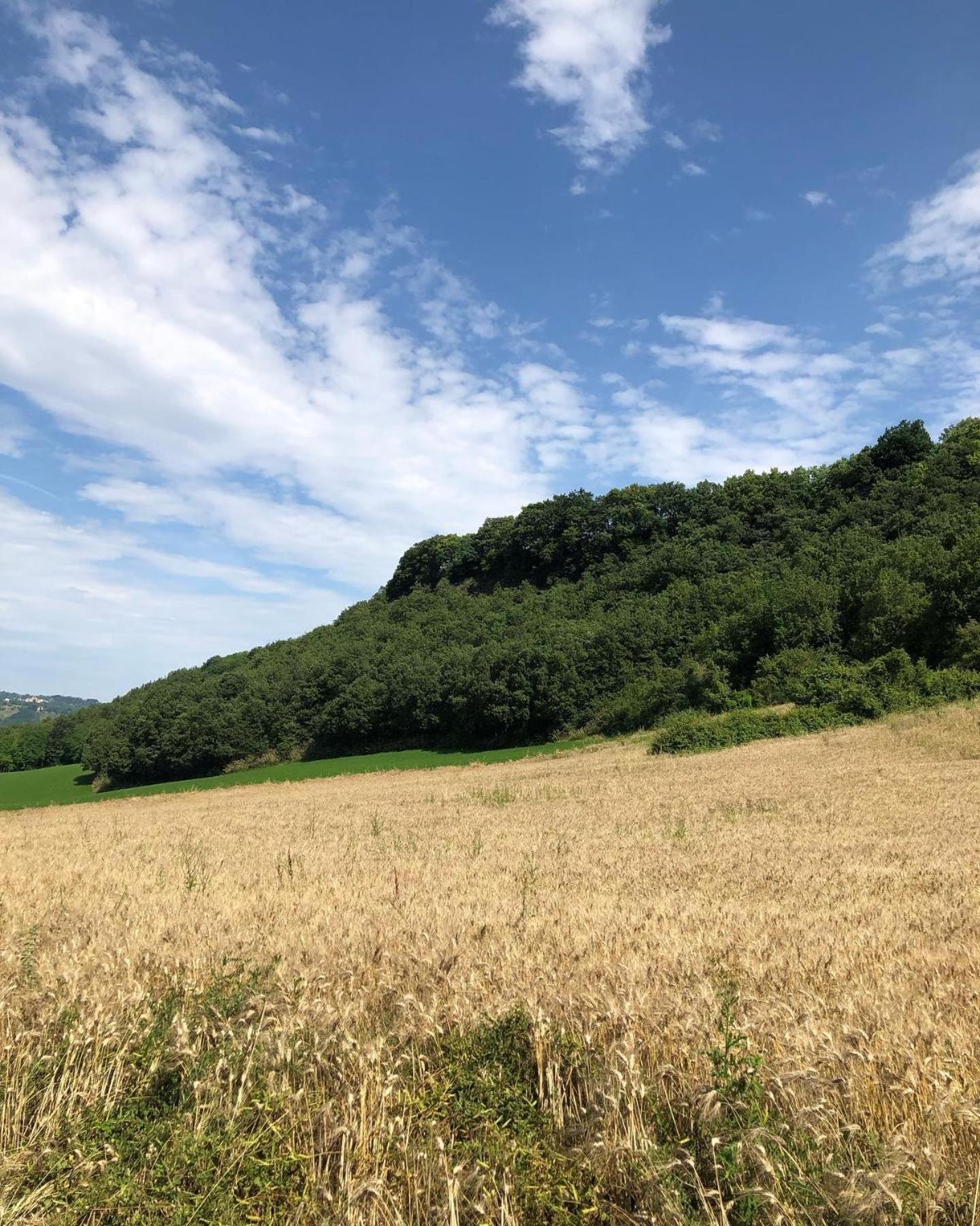Agriturismo L'Esinante Cupramontana Екстериор снимка